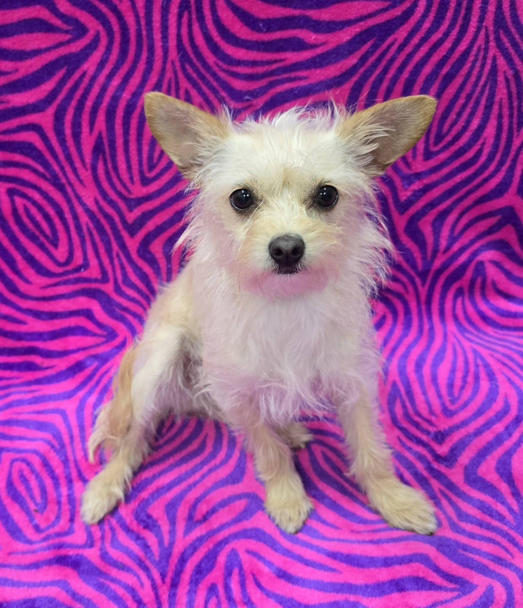 Enlarge Tatum, an adopted mixed breed in Frankfort, IN image 4/4