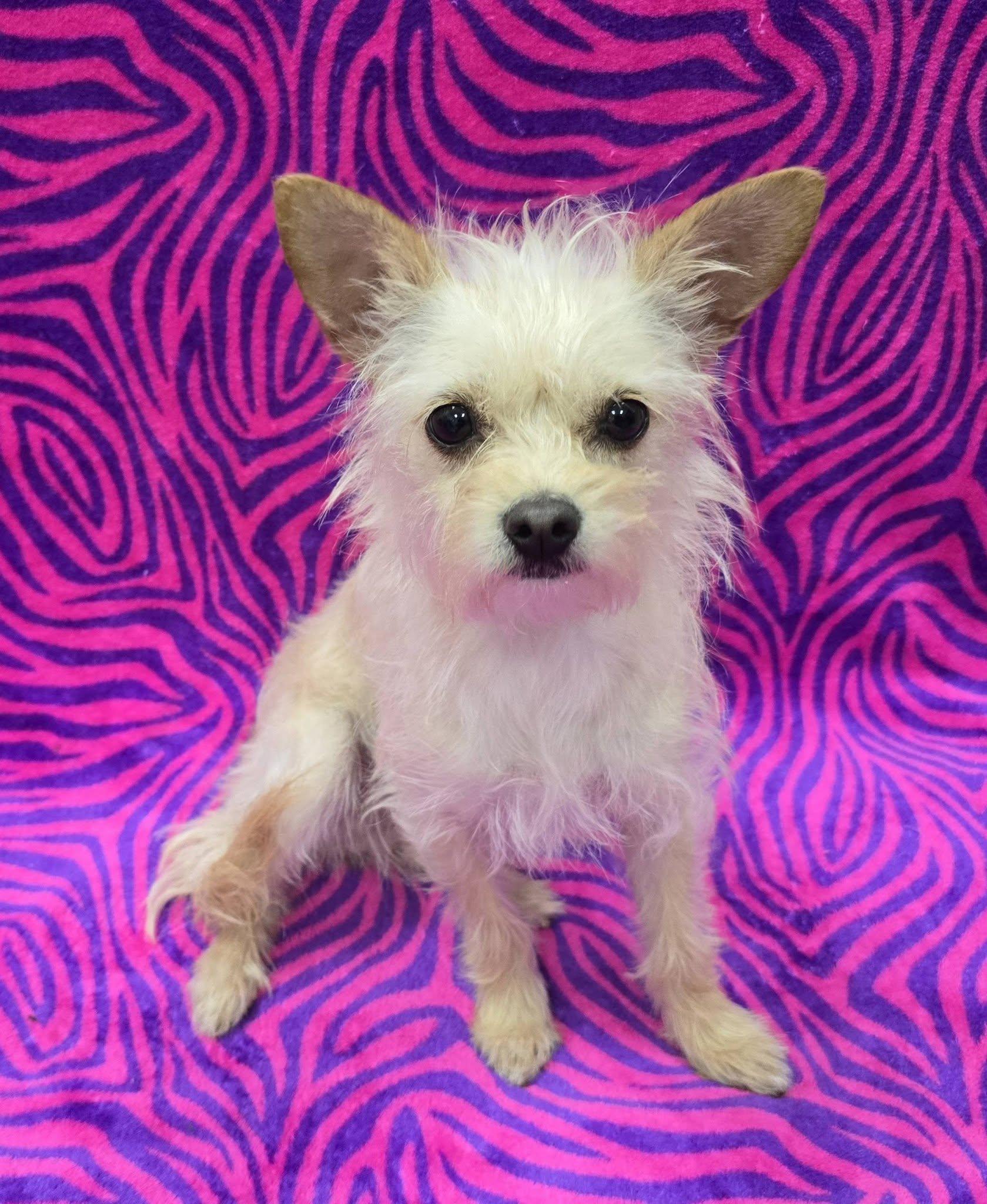 Tatum, adopted, Young Female Terrier.