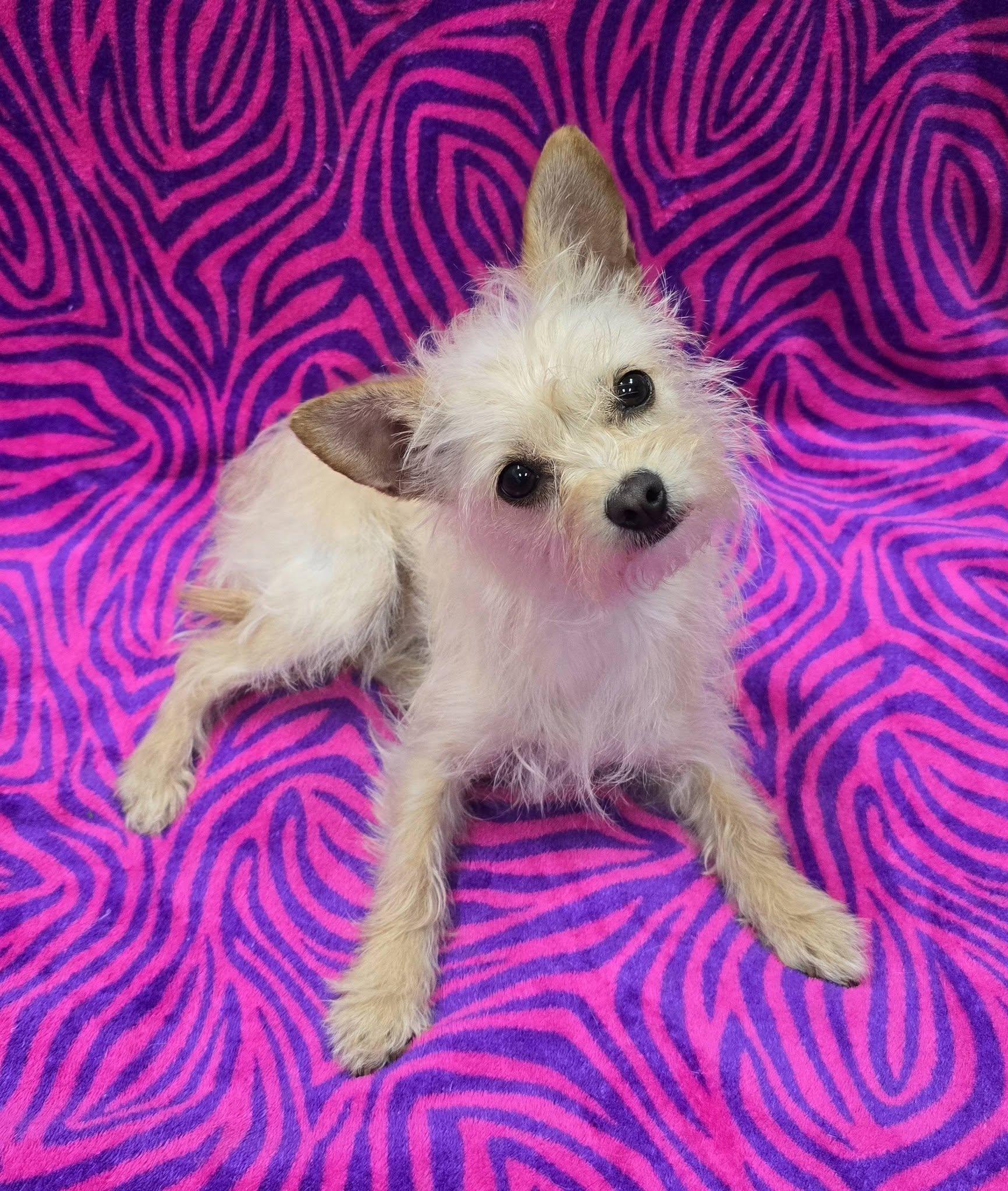 Enlarge Tatum, an adopted mixed breed in Frankfort, IN image 2/4