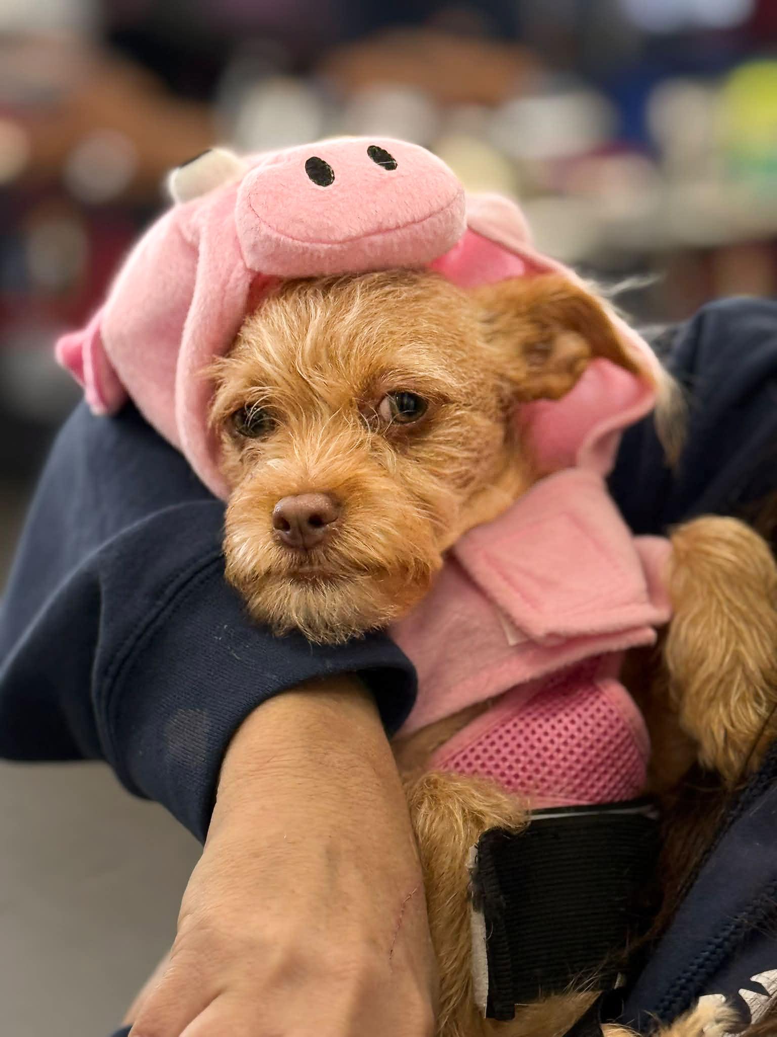 Enlarge Liana, a Adoptable mixed breed in Morganville, NJ image 1/2