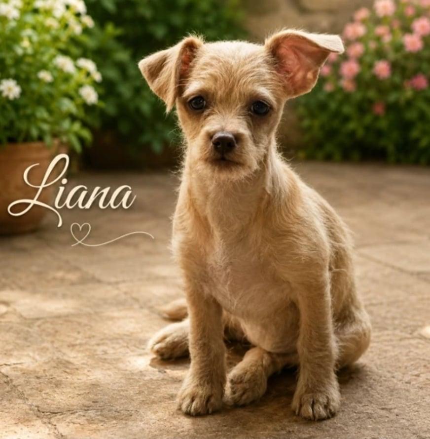 Enlarge Liana, a Adoptable mixed breed in Morganville, NJ image 2/2