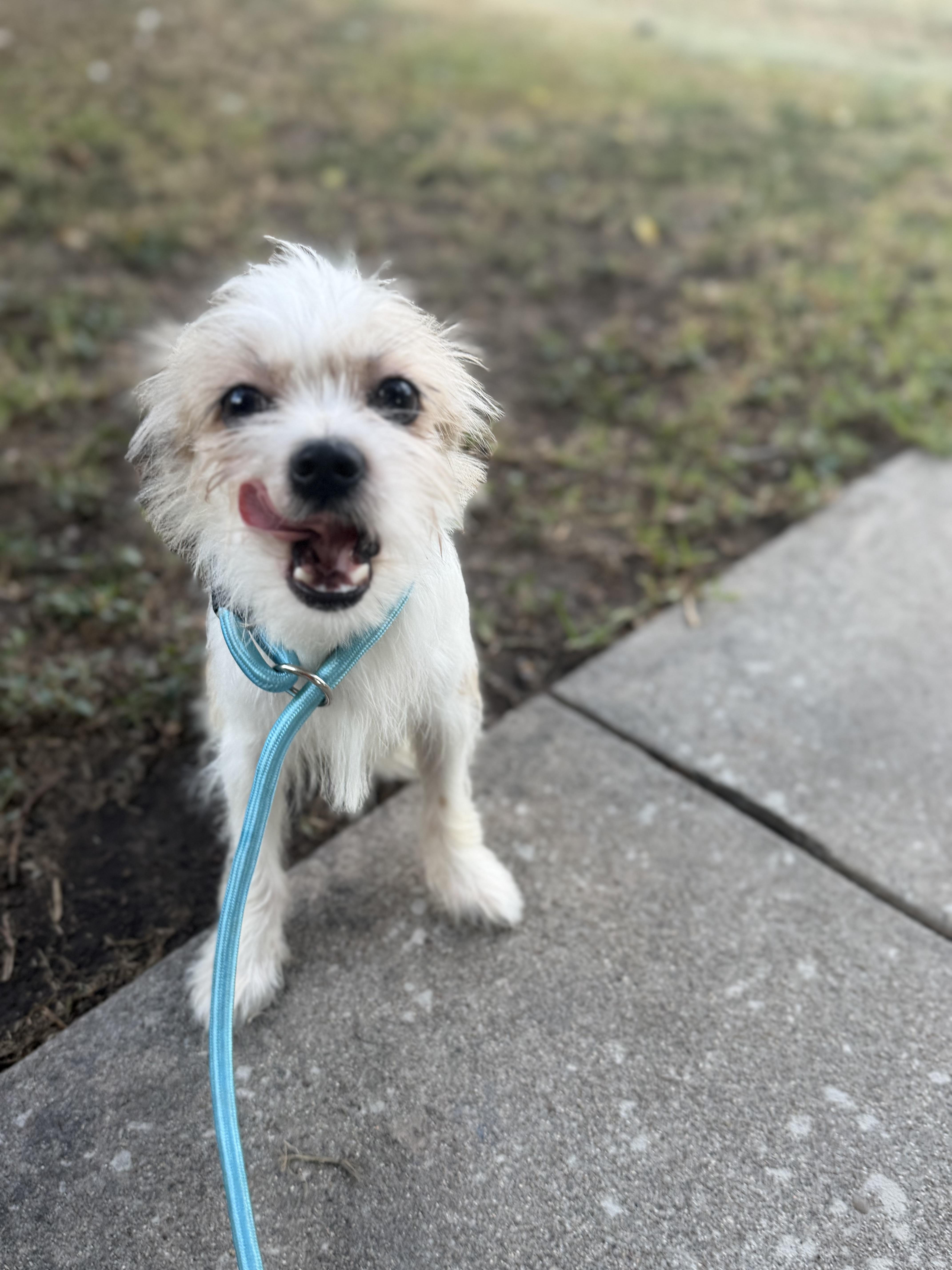 Enlarge Easton, a ADOPTABLE mixed breed in Westerly, RI image 4/5