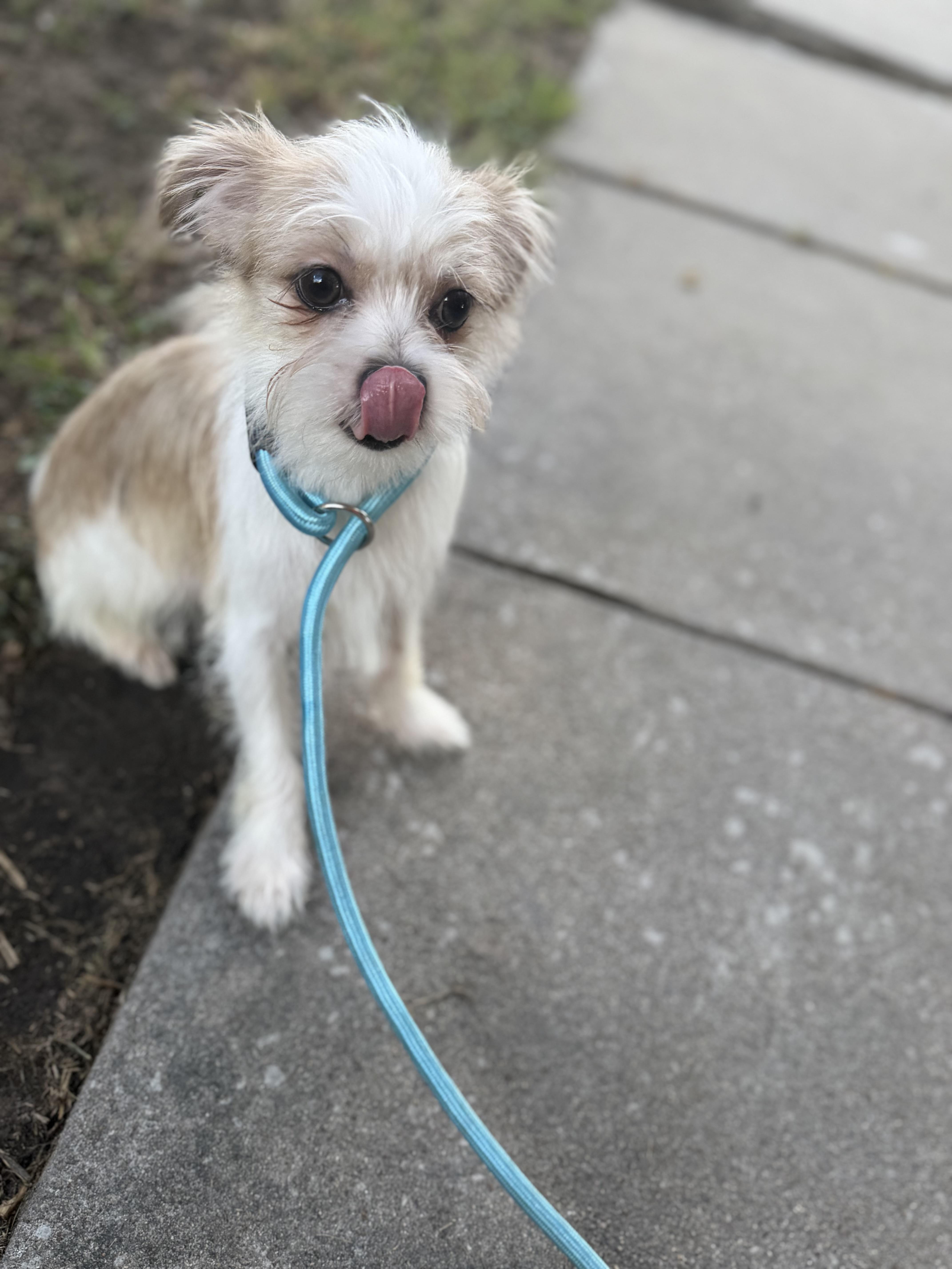 Enlarge Easton, a ADOPTABLE mixed breed in Westerly, RI image 2/5