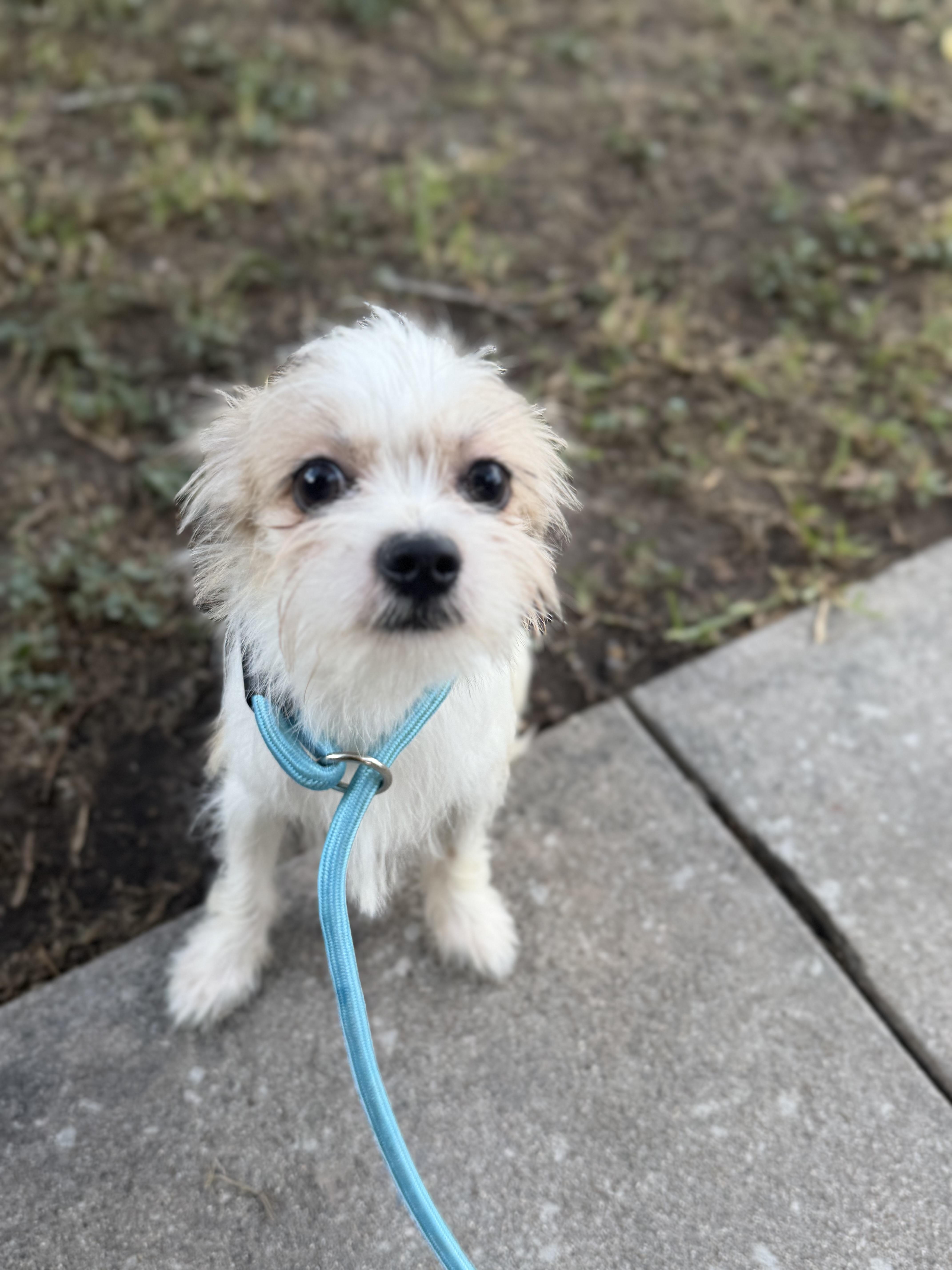 Enlarge Easton, a ADOPTABLE mixed breed in Westerly, RI image 5/5