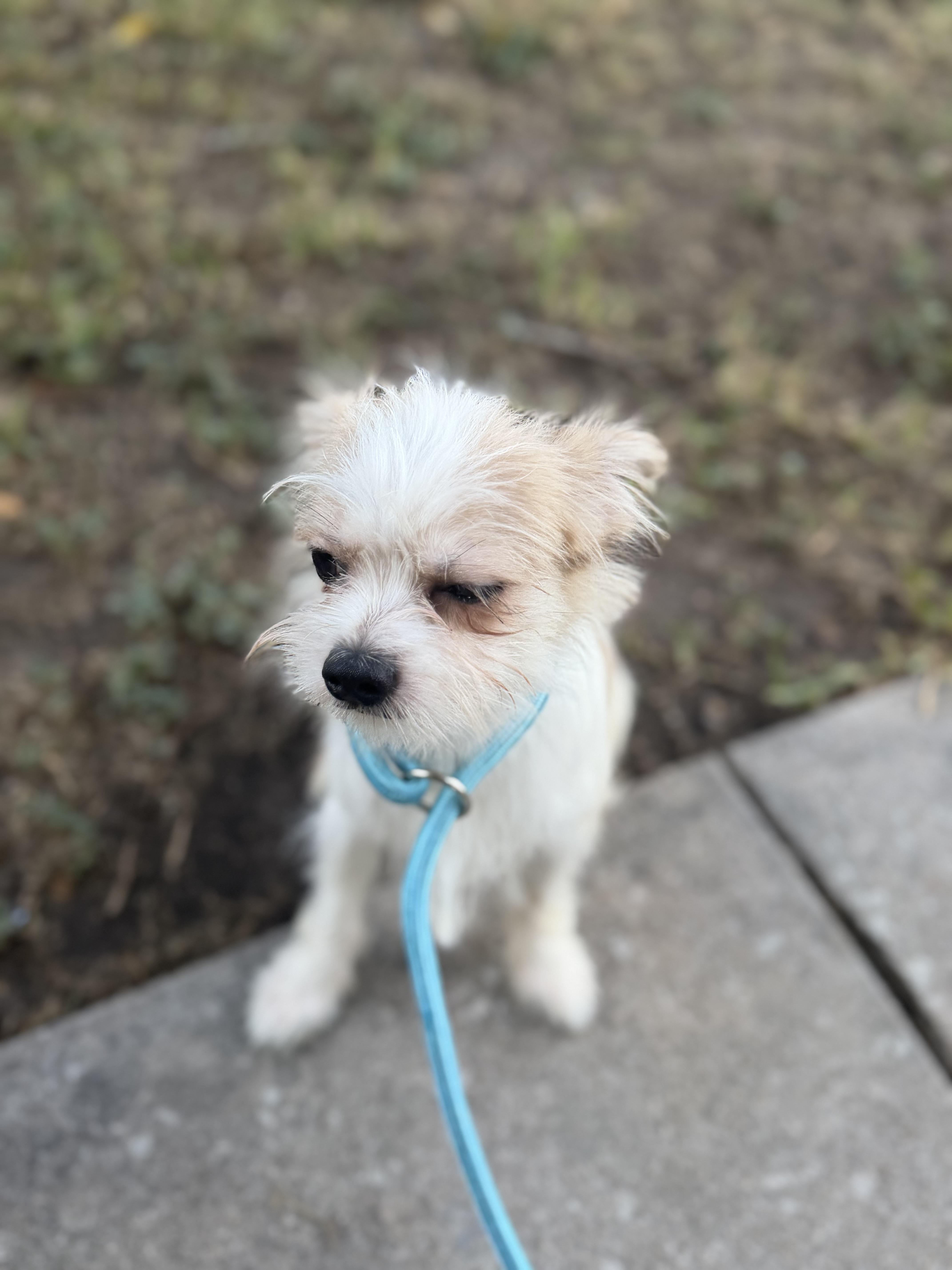 Easton, ADOPTABLE, Young Male Maltese & West Highland White Terrier / Westie.