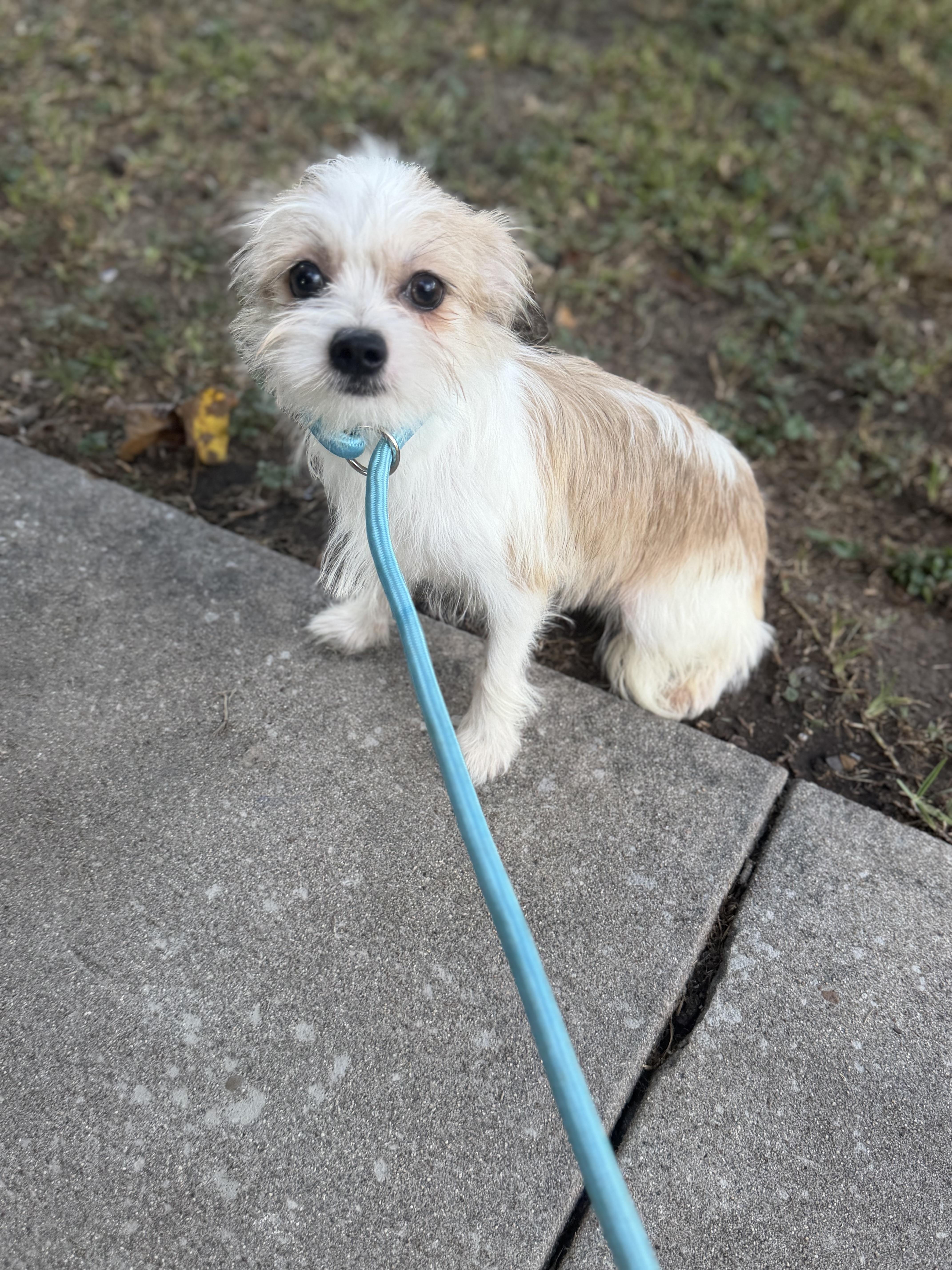 Enlarge Easton, a ADOPTABLE mixed breed in Westerly, RI image 3/5