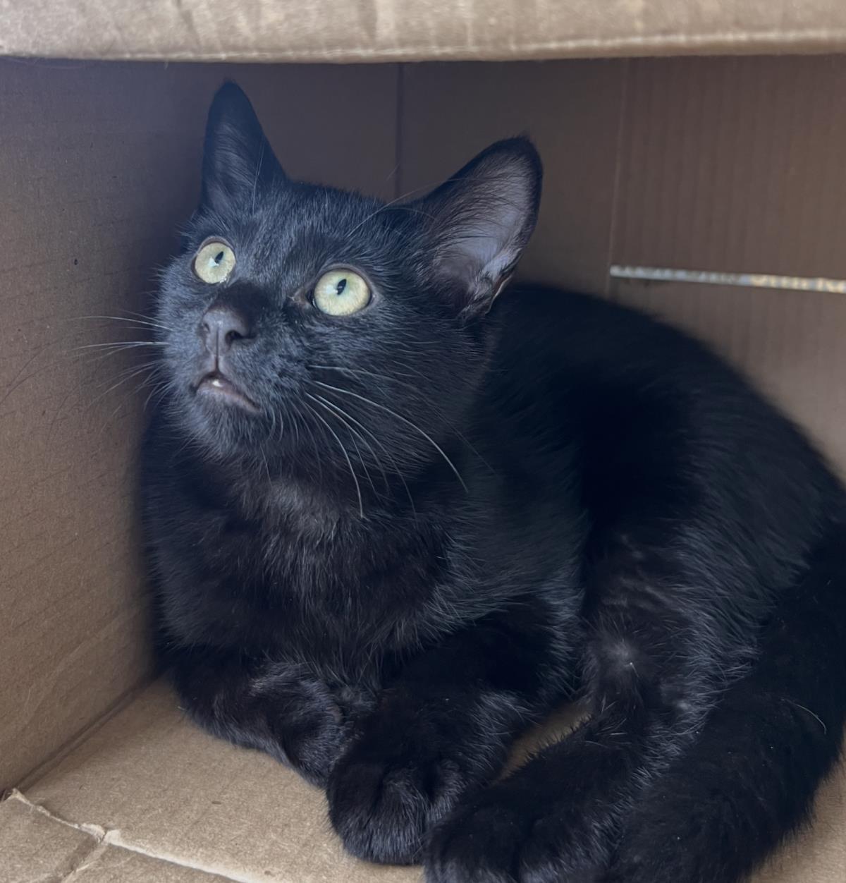 Enlarge Gucci, a Adoptable Domestic Short Hair in La Jolla, CA image 1/1