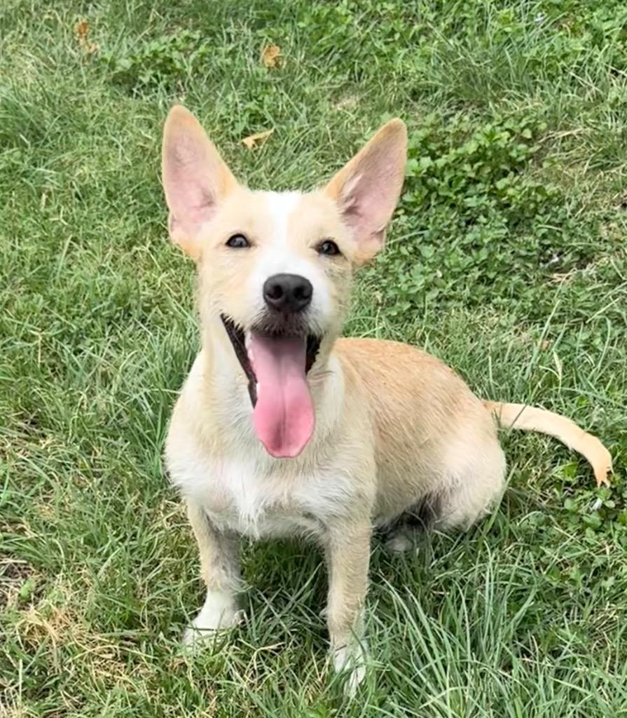 Enlarge Ruby, a Adoptable mixed breed in Junction, TX image 1/3
