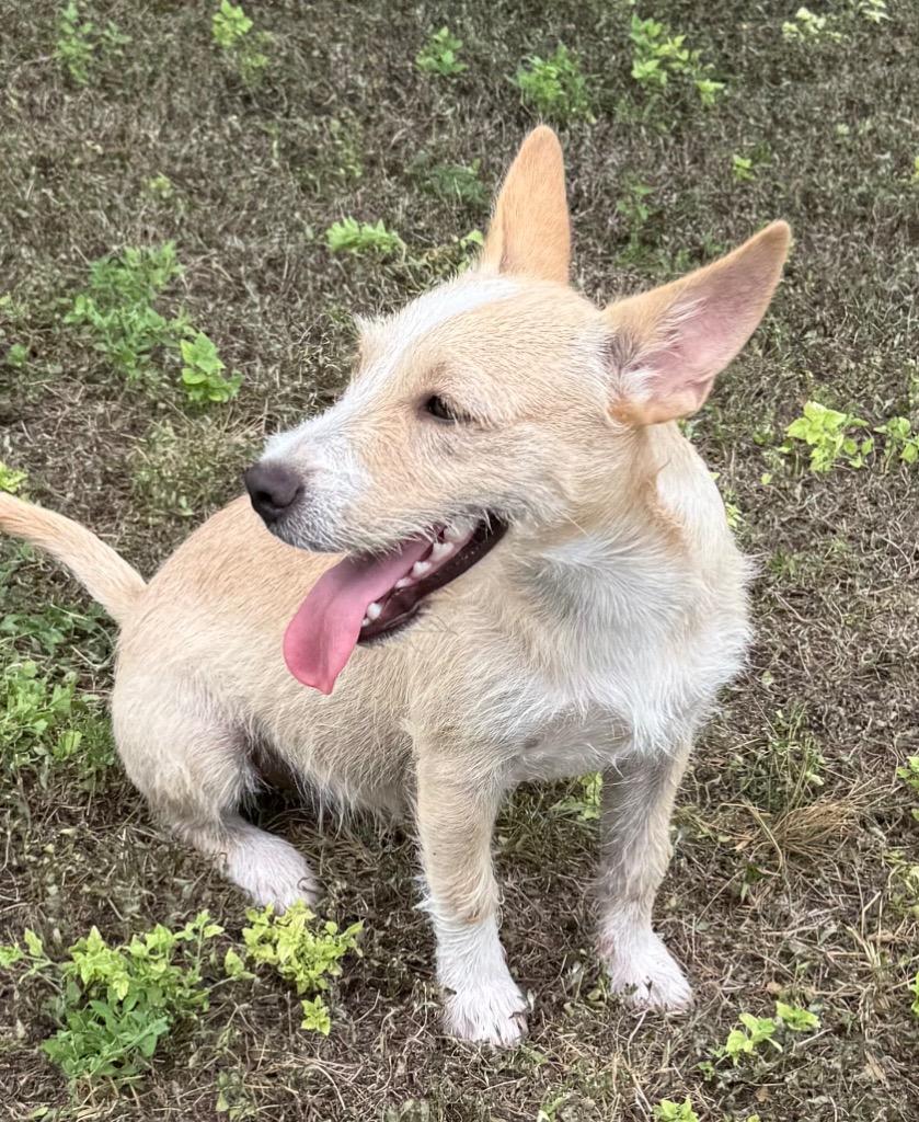 Enlarge Ruby, a Adoptable mixed breed in Junction, TX image 2/3