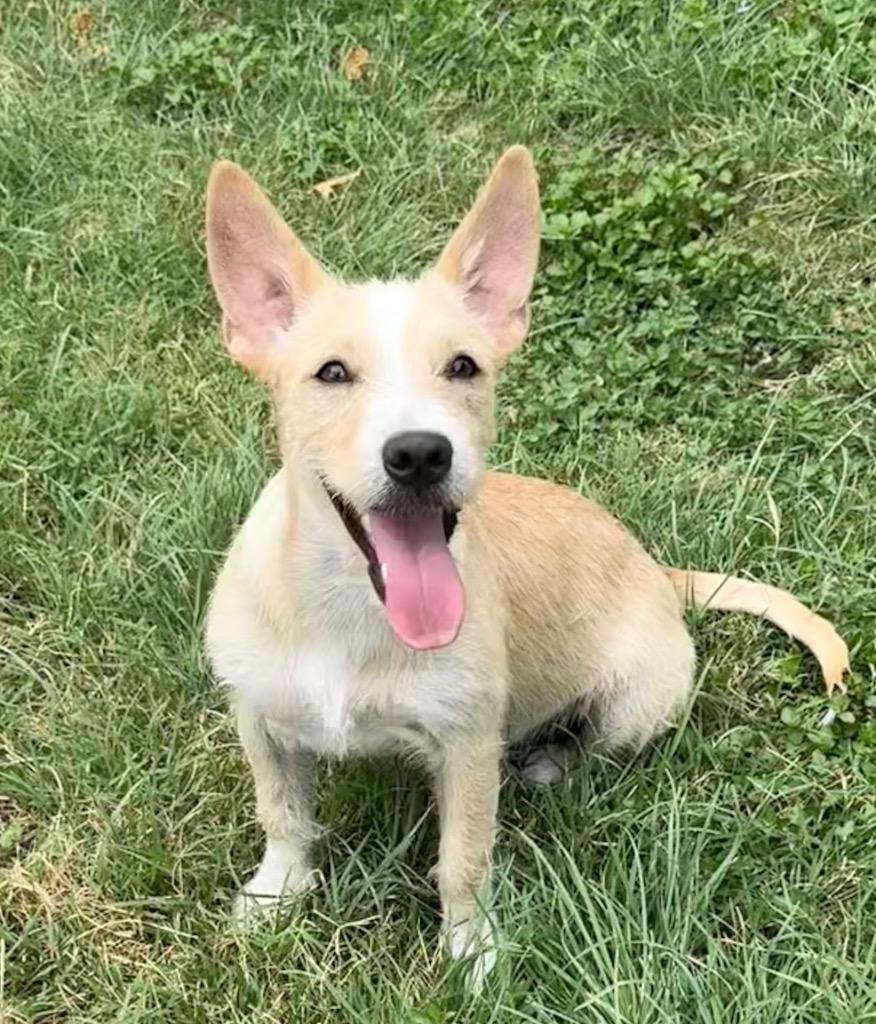 Enlarge Ruby, a Adoptable mixed breed in Junction, TX image 3/3