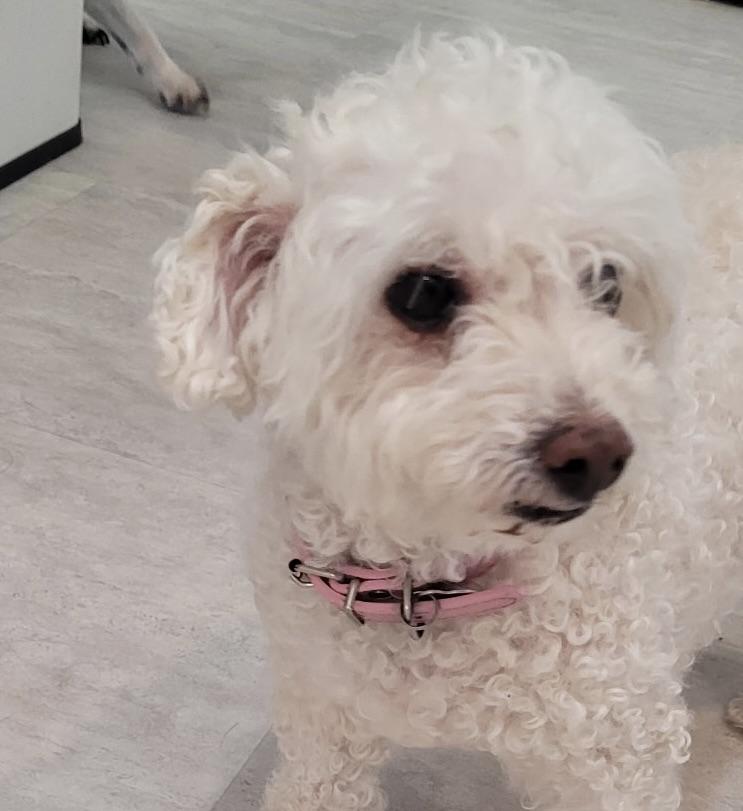 Josie #550, Adopted, Senior Female Bichon Frise.