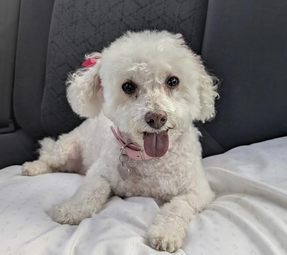 Josie #550, a Adopted mixed breed in Placentia, CA image 2/3