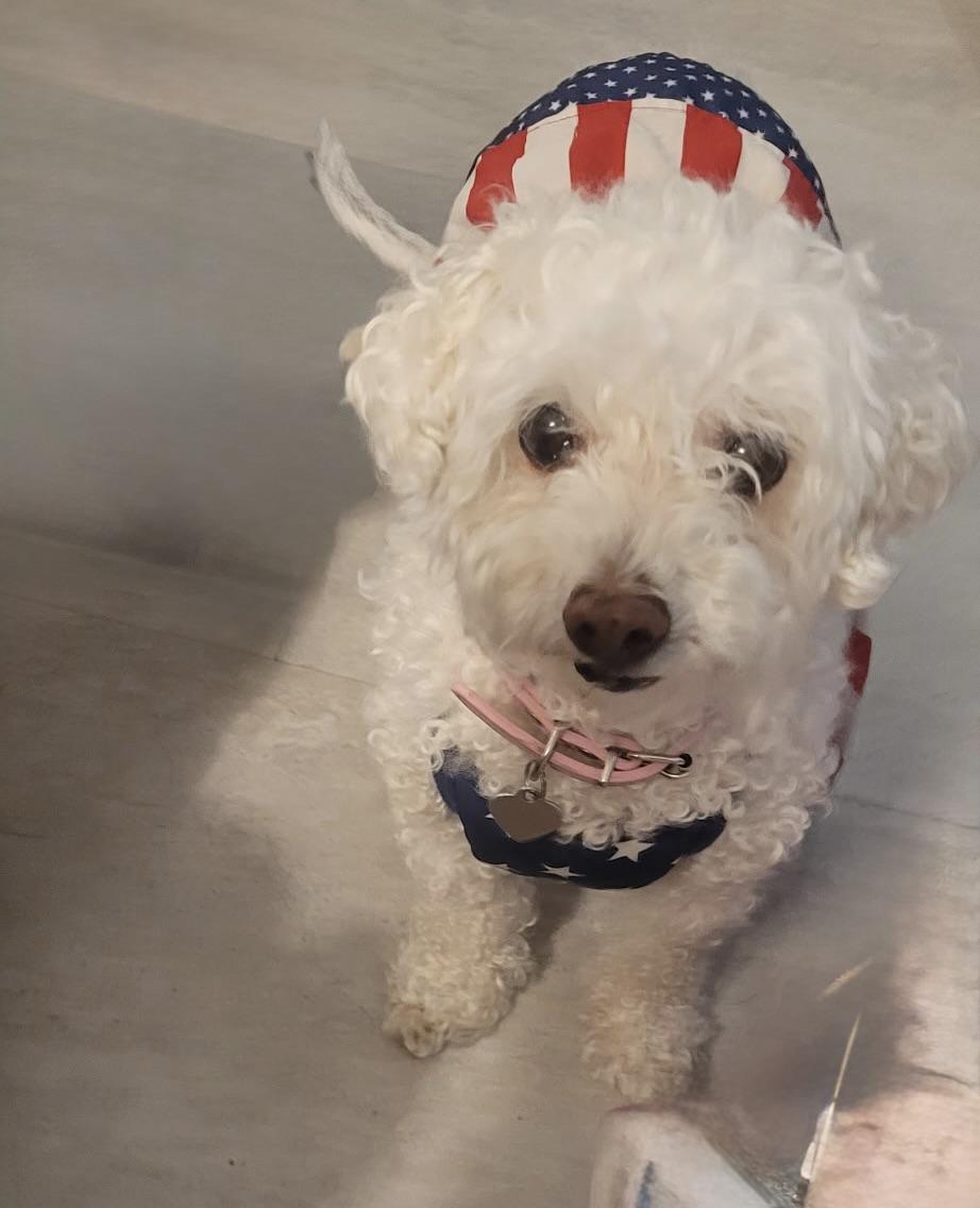Josie #550, a Adopted mixed breed in Placentia, CA image 3/3