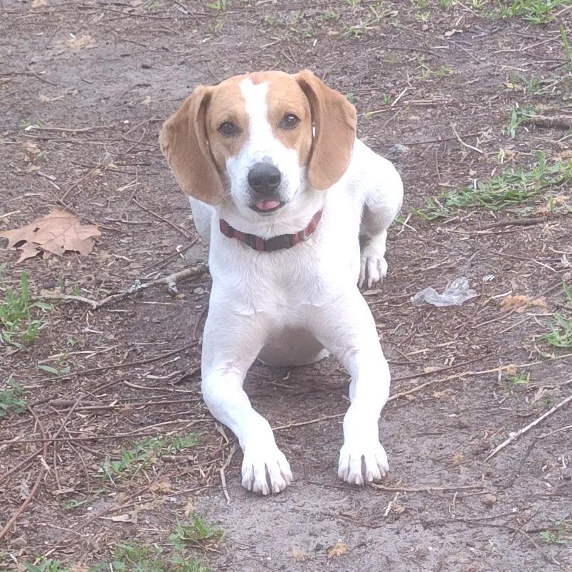 Enlarge Pete, a Adoptable Hound in Gainesville, FL image 1/5