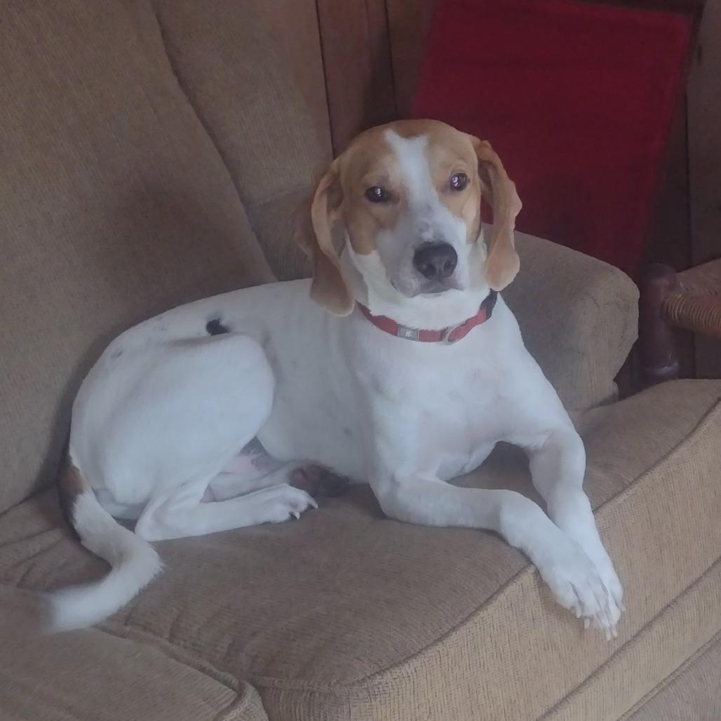 Enlarge Pete, a Adoptable Hound in Gainesville, FL image 2/5