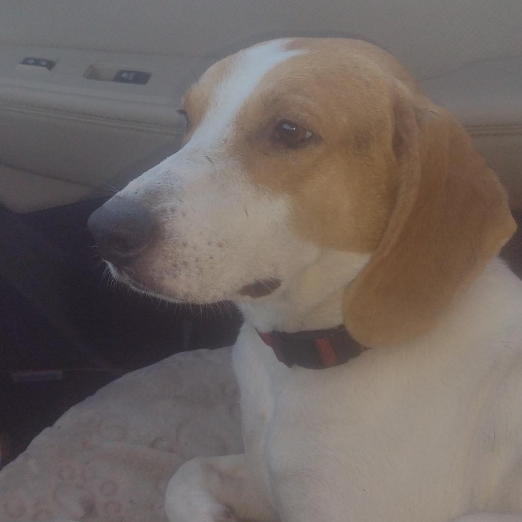 Enlarge Pete, a Adoptable Hound in Gainesville, FL image 3/5