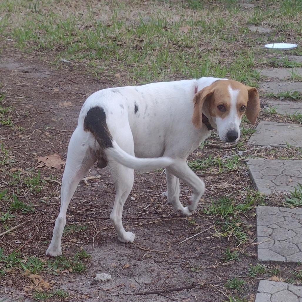Enlarge Pete, a Adoptable Hound in Gainesville, FL image 4/5