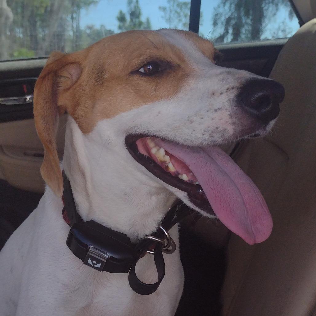 Enlarge Pete, a Adoptable Hound in Gainesville, FL image 5/5