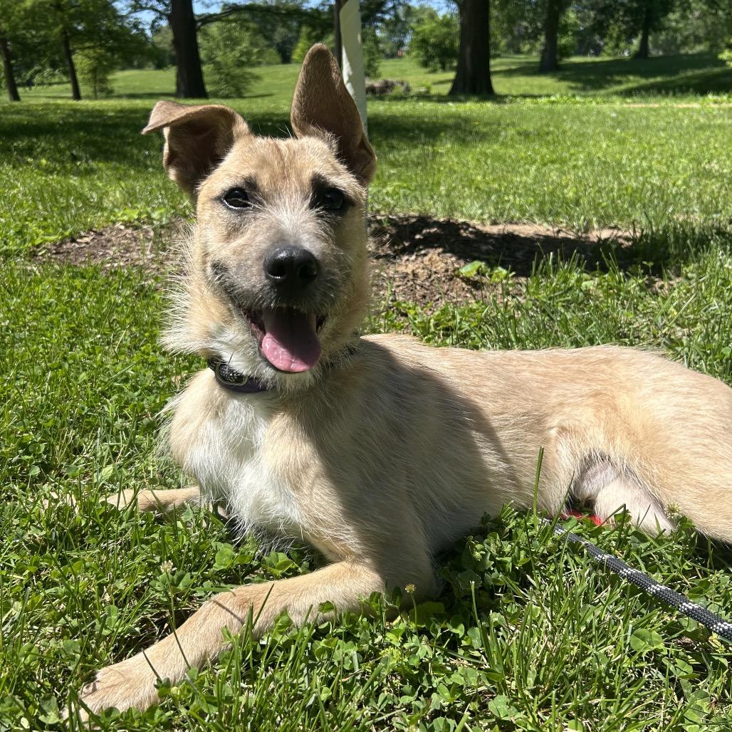 Memphis, Adoptable, Young Male Mixed Breed.