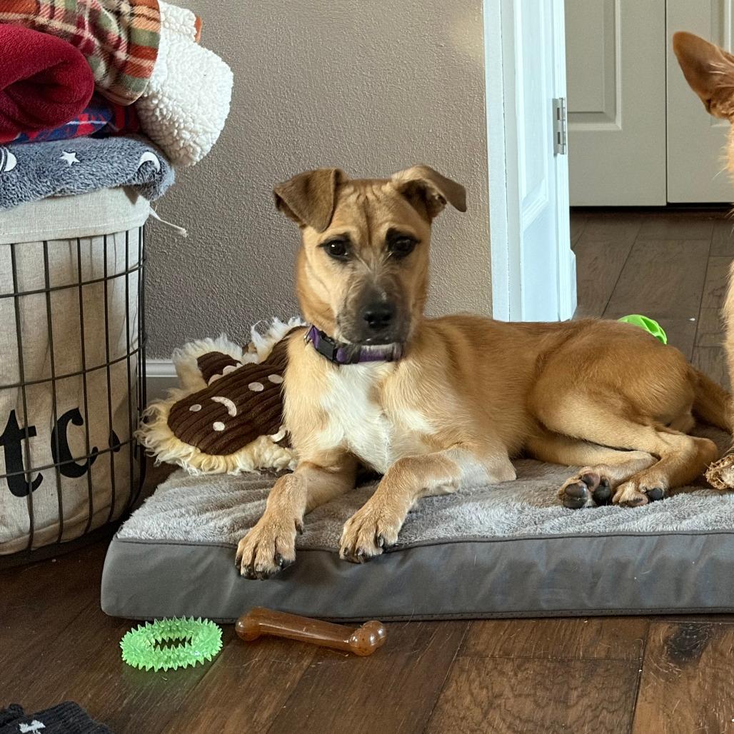 Memphis, Adoptable, Young Male Mixed Breed.