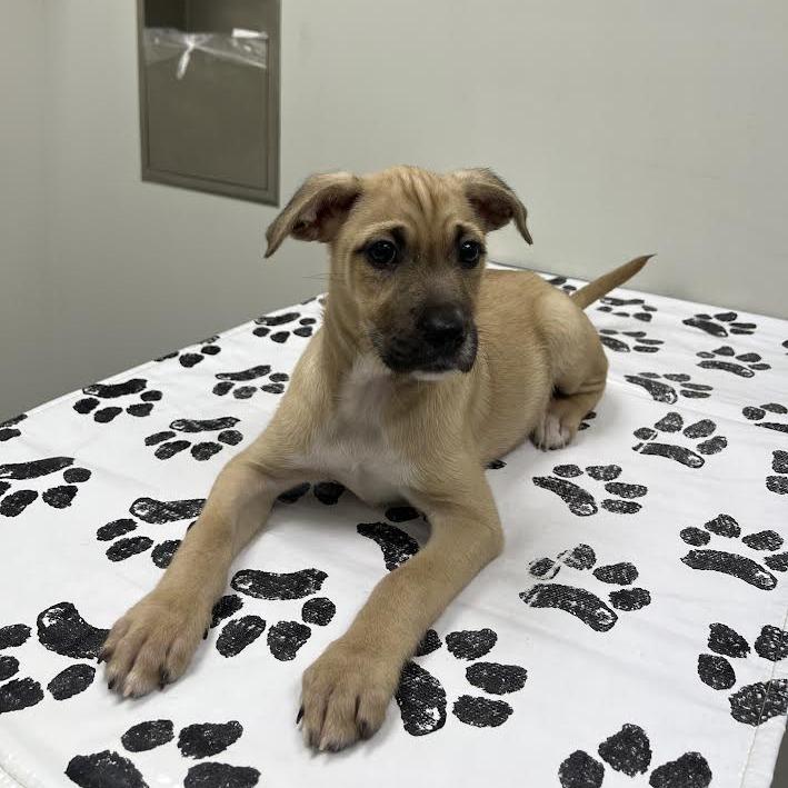 Enlarge Memphis, a Adoptable Mixed Breed in St. Louis, MO image 3/6