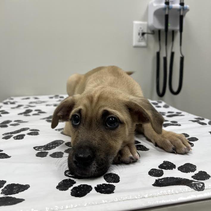 Enlarge Memphis, a Adoptable Mixed Breed in St. Louis, MO image 4/6