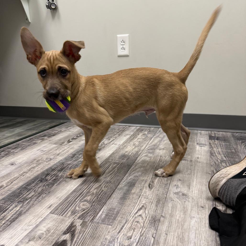 Enlarge Memphis, a Adoptable Mixed Breed in St. Louis, MO image 5/6