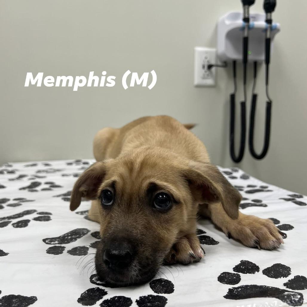 Enlarge Memphis, a Adoptable Mixed Breed in St. Louis, MO image 6/6