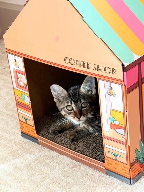 Enlarge Stewart, a Adoptable Domestic Short Hair in Hillsboro, OR image 3/4