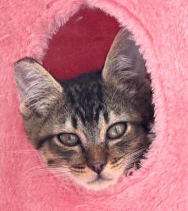 Stewart, Adoptable, Kitten Male Domestic Short Hair.