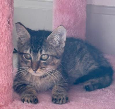 Enlarge Stewart, a Adoptable Domestic Short Hair in Hillsboro, OR image 4/4