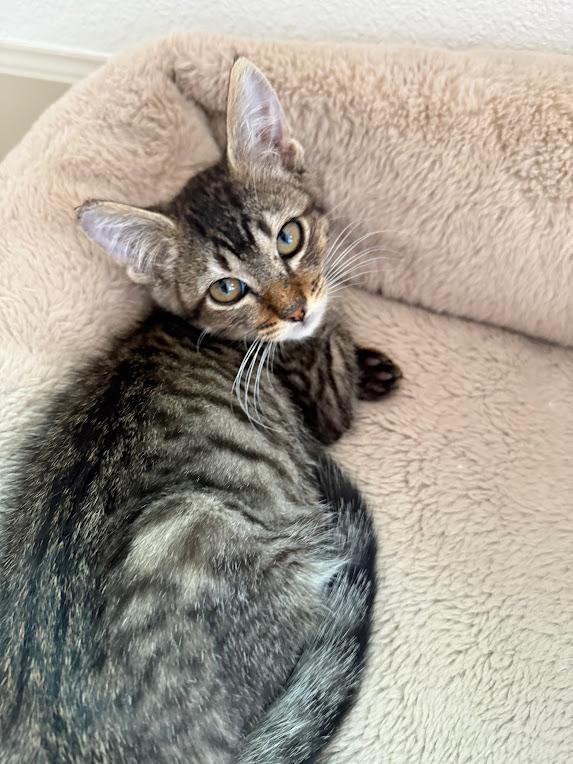 Enlarge Stewart, a Adoptable Domestic Short Hair in Hillsboro, OR image 2/4