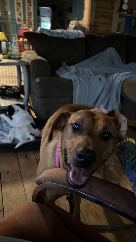 Penny, a Adoptable mixed breed in Ball Ground, GA image 1/6