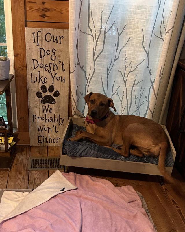 Penny, a Adoptable mixed breed in Ball Ground, GA image 3/6