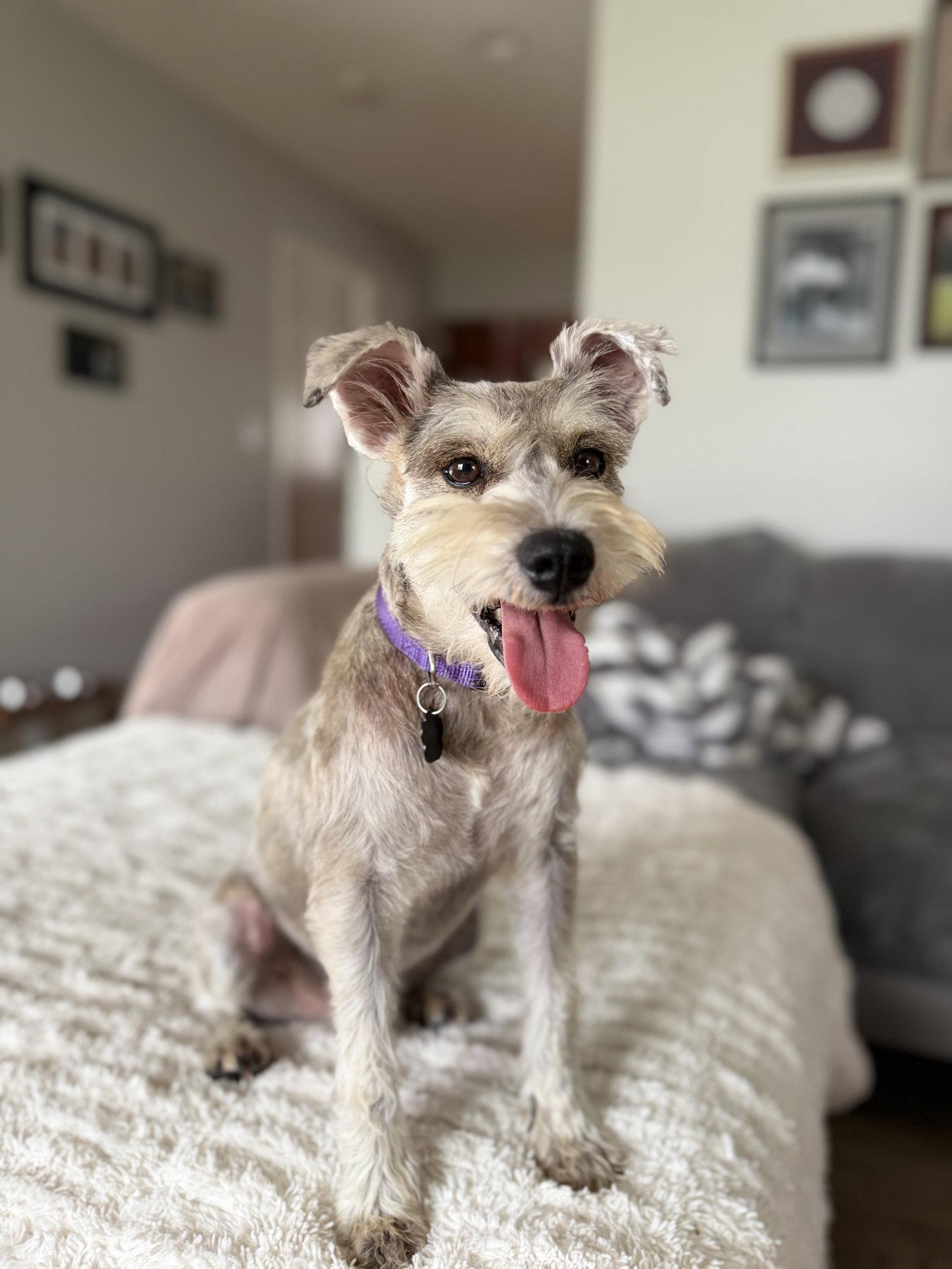 Enlarge Murphy, a Adoptable Schnauzer in Orange, CA image 1/2