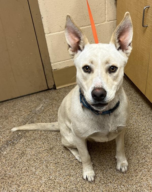 Enlarge Summer, a Adoptable mixed breed in Salem, OR image 1/1