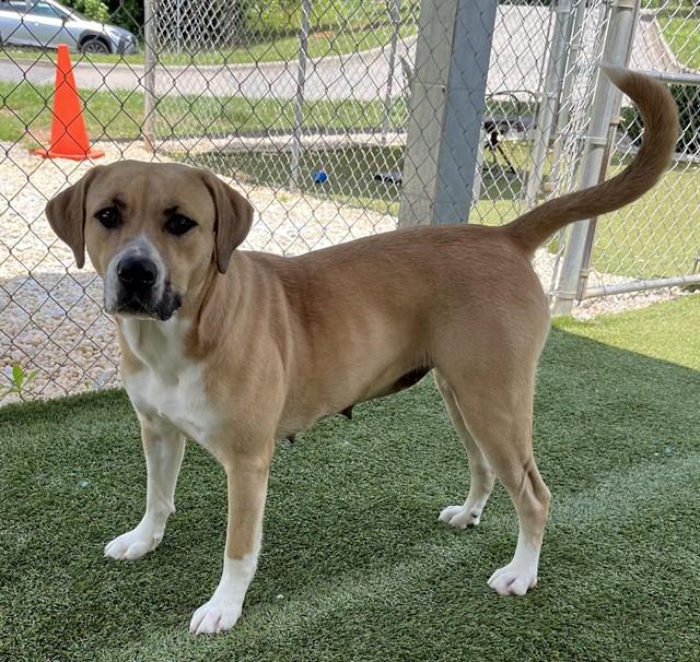 Enlarge NOVA, a Adoptable mixed breed in Newton, NC image 1/1