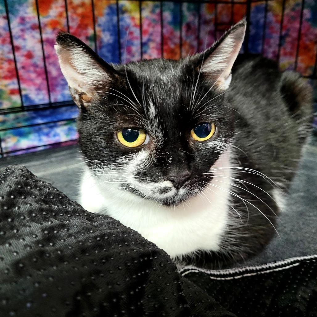 Enlarge Kiwi, a Adoptable Domestic Short Hair in Allyn, WA image 1/1