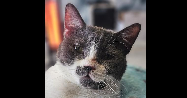 Maya, a Adoptable Domestic Short Hair in Manteca, CA image 1/6