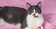 Enlarge Maya, a Adoptable Domestic Short Hair in Manteca, CA image 1/4