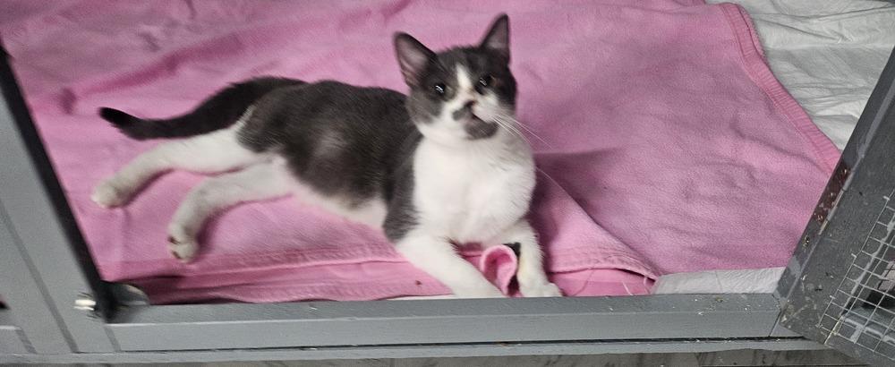 Enlarge Maya, a Adoptable Domestic Short Hair in Manteca, CA image 2/4