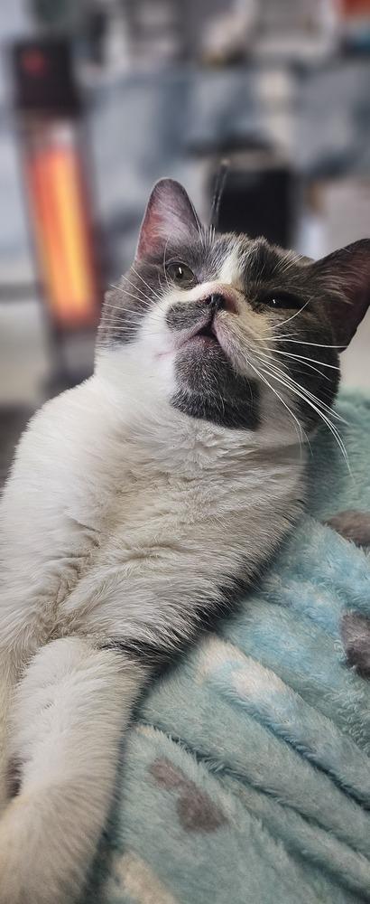 Maya, a Adoptable Domestic Short Hair in Manteca, CA image 5/6