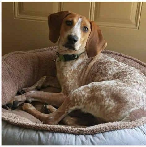Enlarge Quinn, a Adoptable Coonhound in Milford, PA image 2/6