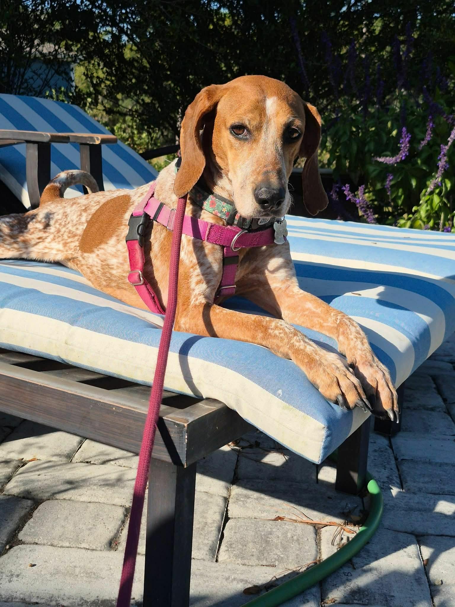 Quinn, Adoptable, Senior Female Coonhound.