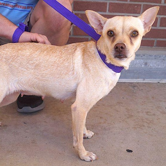 Enlarge Bonita, a Adopted mixed breed in Carrollton, TX image 1/2