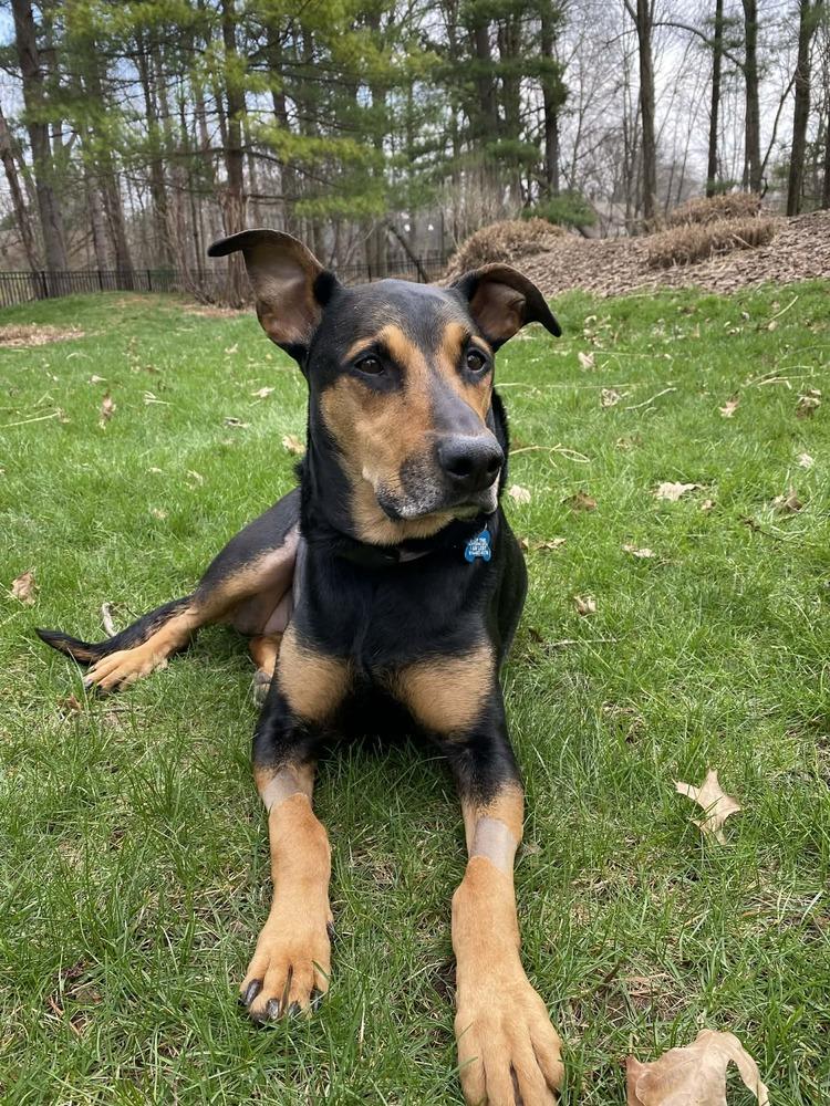 NKA ADA (Ziggy), Adoptable, Young Female Mixed Breed.