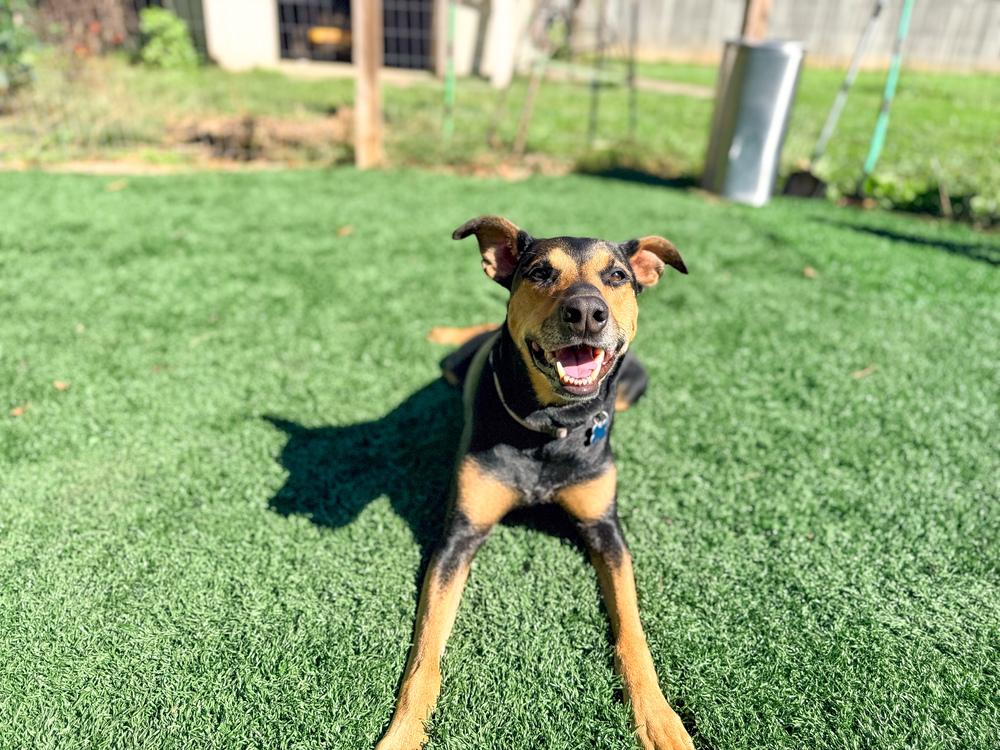 Ada AKA (Ziggy), Adoptable, Adult Female Mixed Breed.
