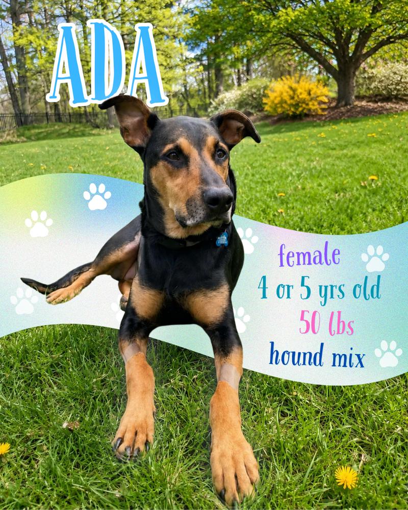 Enlarge NKA Ada AKA (Ziggy), a Adoptable mixed breed in Columbus, OH image 3/6