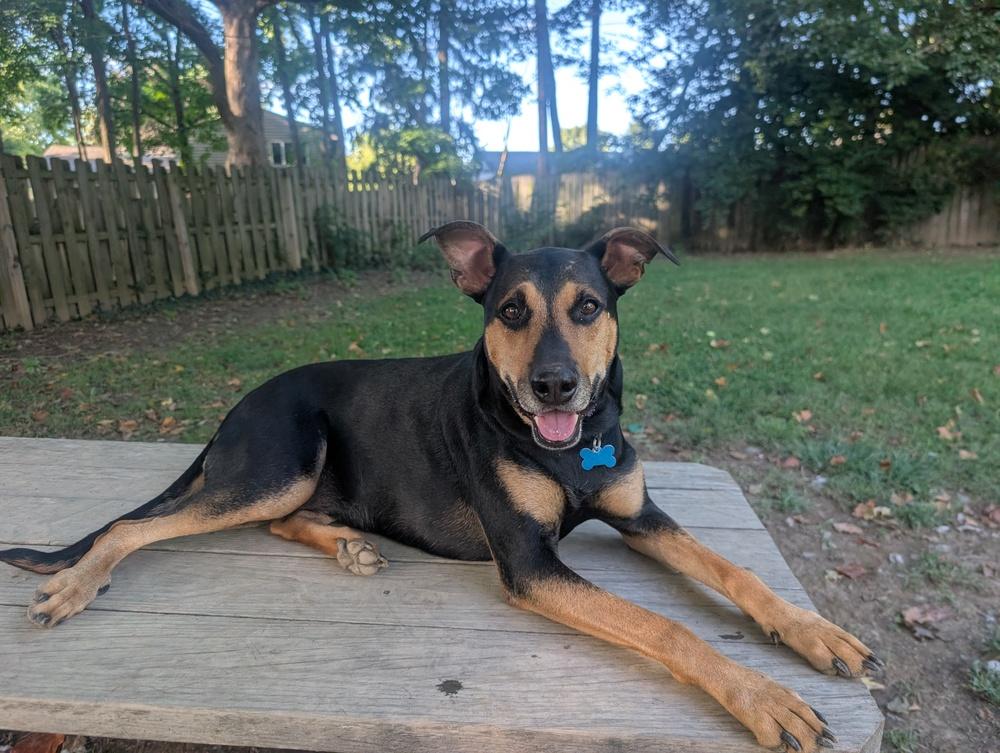 Enlarge Ada AKA (Ziggy), a Adoptable mixed breed in Columbus, OH image 3/6