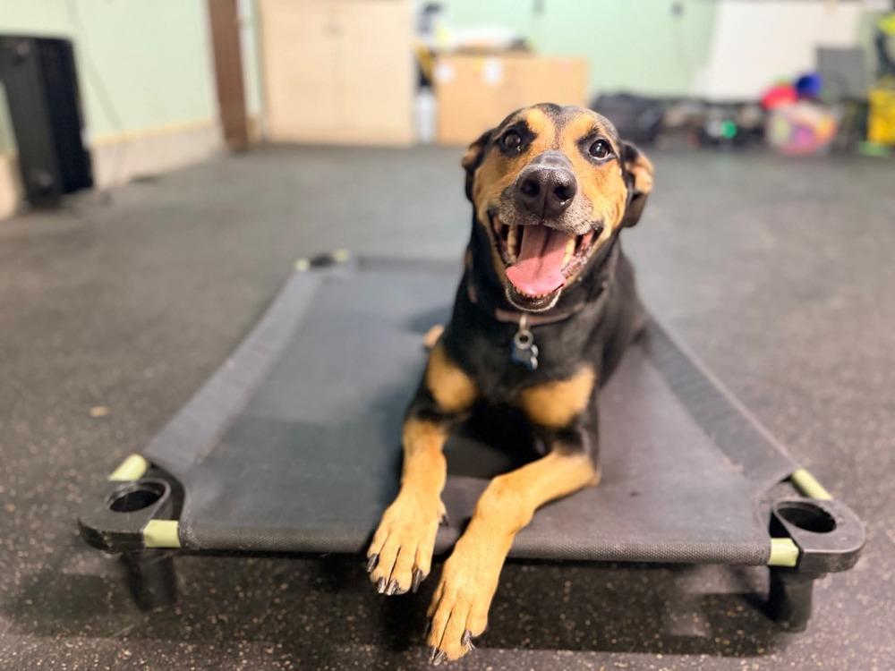 Enlarge Ada AKA (Ziggy), a Adoptable mixed breed in Columbus, OH image 4/6